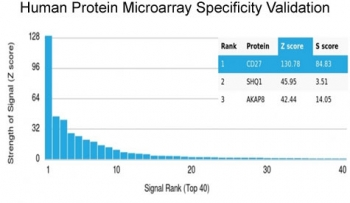 CD27 Antibody