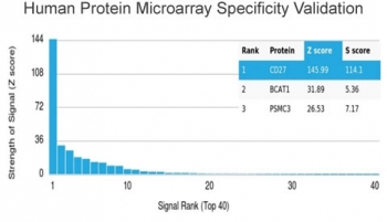 CD27 Antibody