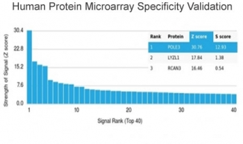 CHRAC17 Antibody / POLE3