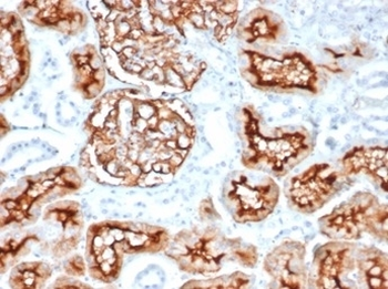 CD10 Antibody / Neprilysin