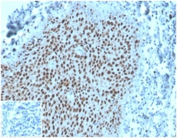 MCM2 Antibody