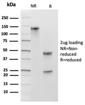 MCM2 Antibody