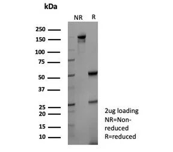 KLK4 Antibody / Kallikrein 4