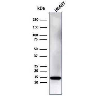 Resistin Antibody / RETN