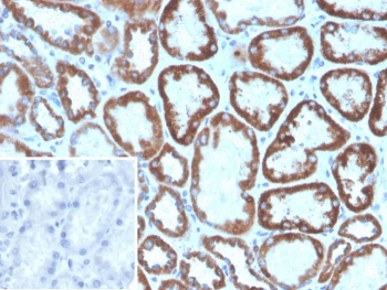 FGF23 Antibody / Fibroblast Growth Factor 23