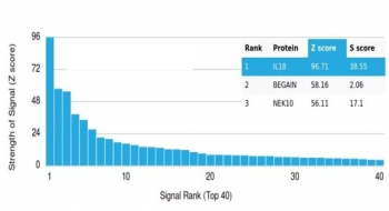 IL-18 Antibody