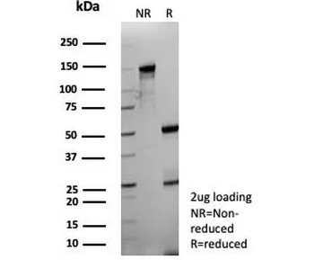 IL-18 Antibody