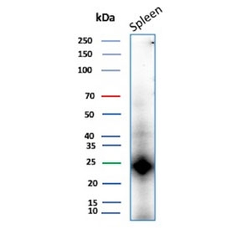 KLRB1 Antibody / CD161