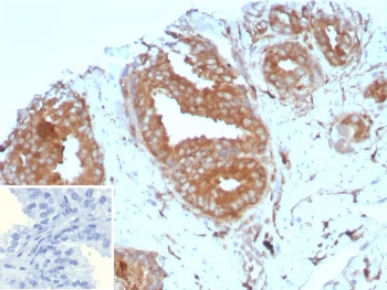 KLRB1 Antibody / CD161