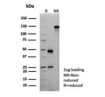 KLRB1 Antibody / CD161