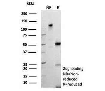 Bcl-X Antibody