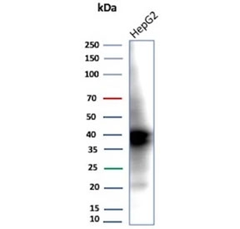 ARK1C1 Antibody / Aldo-keto Reductase Family 1 Member C1