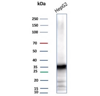 ARK1C1 Antibody / Aldo-keto Reductase Family 1 Member C1