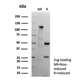 CD151 Antibody