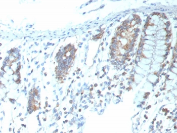 CD151 Antibody