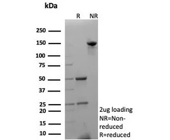 p27 Antibody / p27Kip1