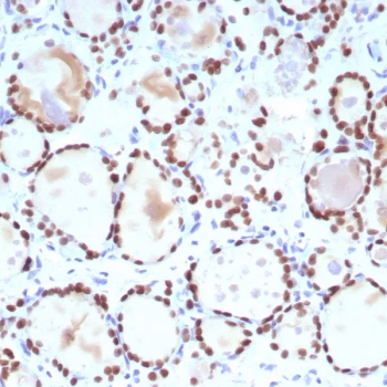NKX2.1 Antibody / TTF-1