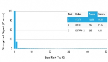 STAT3 Antibody