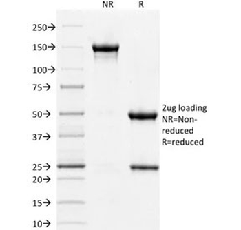 STAT3 Antibody
