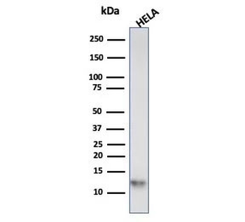 S100A4 Antibody / FSP1