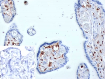S100A4 Antibody / FSP1