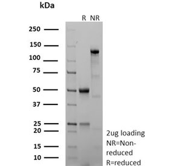 CD40 Antibody