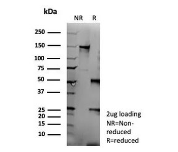 CD95 Antibody