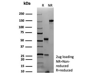Recombinant PAX7 Antibody