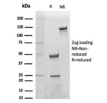 CD43 Antibody