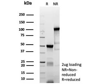 MyoD1 Antibody