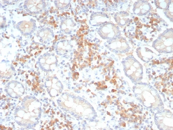 Pan-Cadherin Antibody
