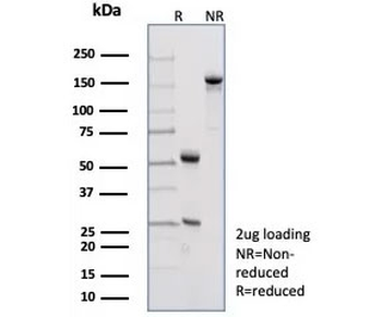 Pan-Cadherin Antibody
