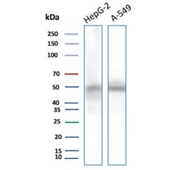 NSE gamma Antibody / ENO2 / Gamma Enolase