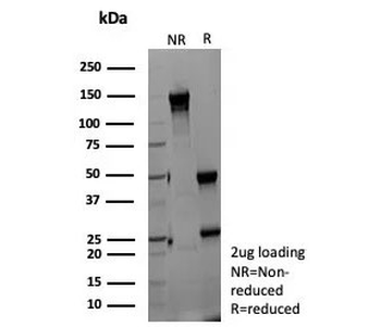 NSE gamma Antibody / ENO2 / Gamma Enolase