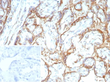 RET Antibody / c-RET