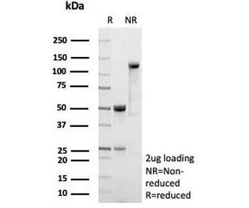 CD54 Antibody