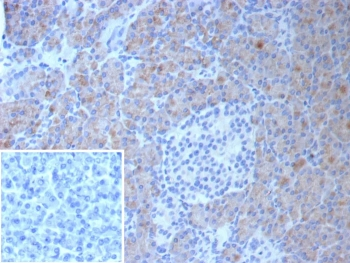 CLPS Antibody / Colipase