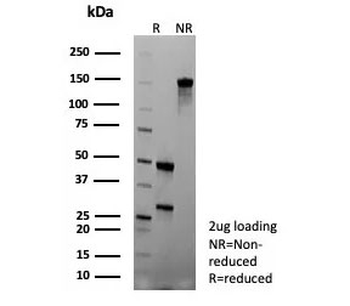 CLPS Antibody / Colipase