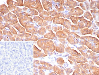 CLPS Antibody / Colipase