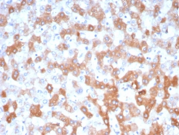 APOH Antibody / Apolipoprotein H