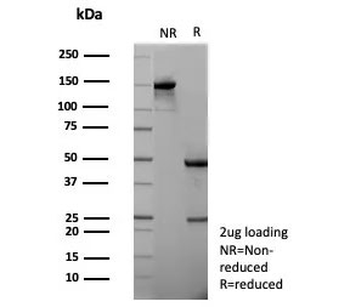 APOH Antibody / Apolipoprotein H