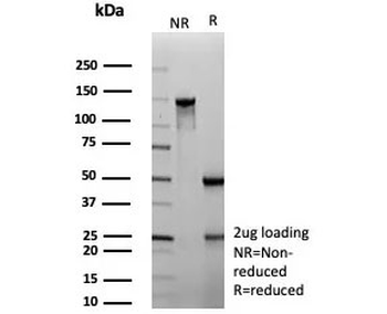 ALDH1L1 Antibody