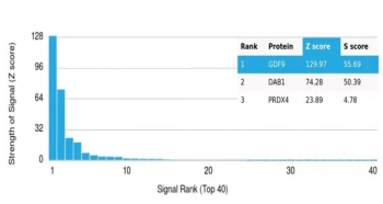 GDF9 Antibody / Growth Differentiation Factor 9