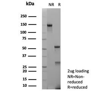 IL-2 Antibody
