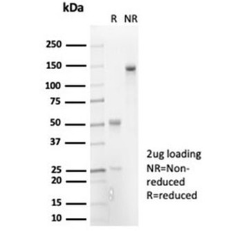 IL-7 Antibody
