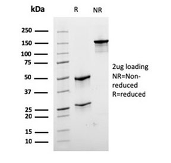 Desmin Antibody