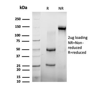 AGO3 Antibody / Argonaute-3 / eIF2C3
