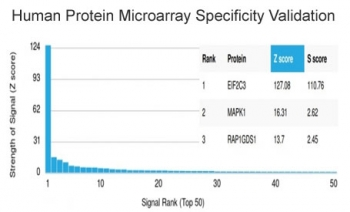 AGO3 Antibody / Argonaute-3 / eIF2C3