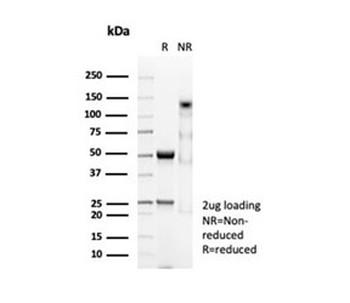 Desmin Antibody