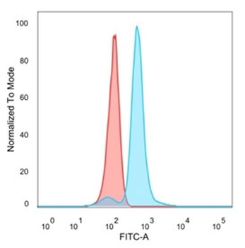 IRF9 Antibody / Interferon regulatory factor 9